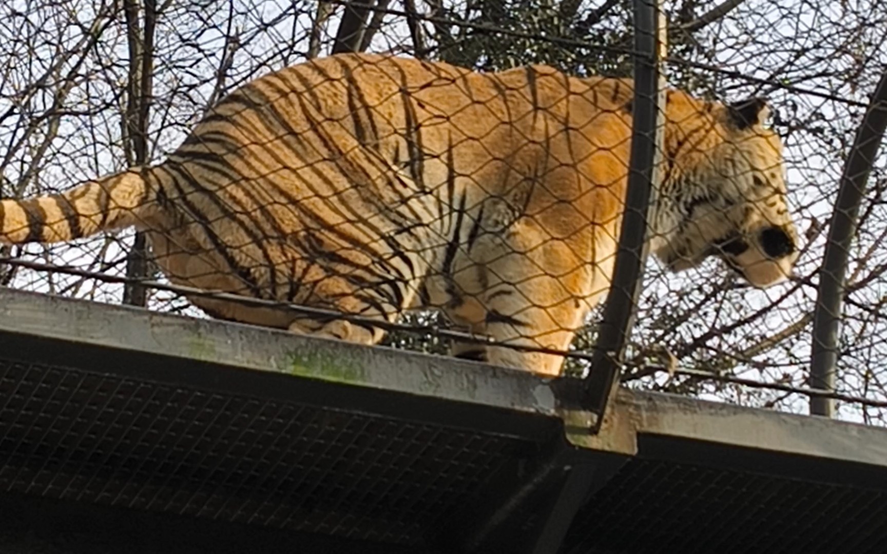 起猛了,第一次见老虎当众拉屎(动物园真好玩,下次还来-可回收咸鱼oao