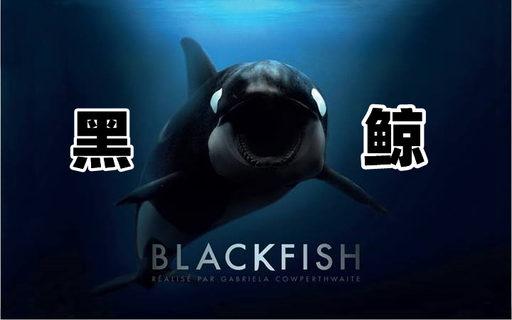 【双语字幕】黑鲸鱼 Blackfish (2013) 2010年美国弗洛里达海洋世界发生了一起令人始料未及的惨剧 纪录片 黑鲸哔哩哔哩bilibili