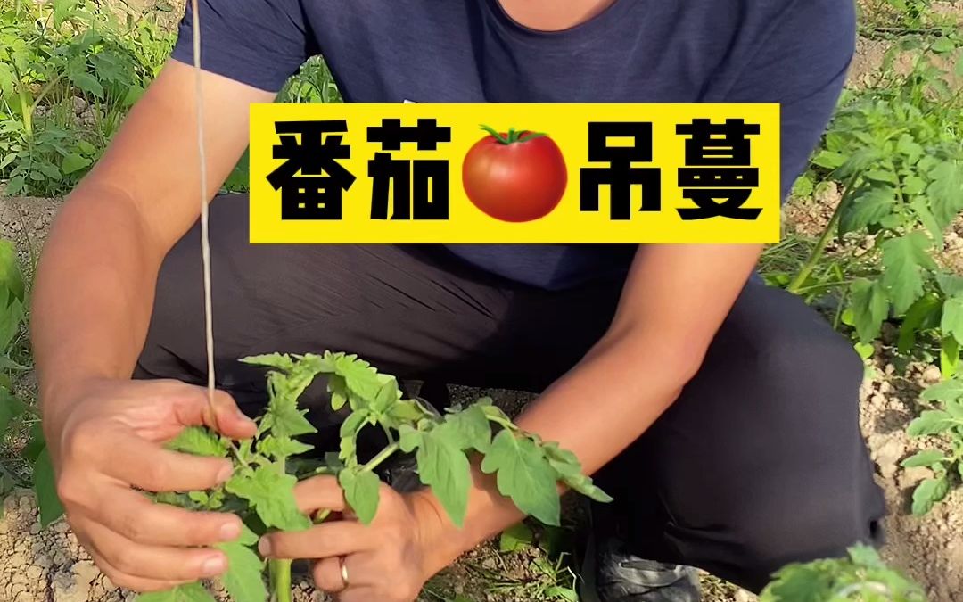 20211122番茄吊蔓_哔哩哔哩_bilibili