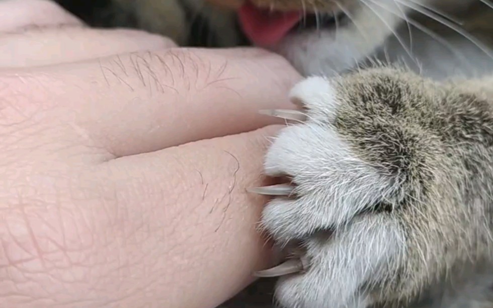 【狸花猫】对于一只小猫咪来说,伸出利爪,可能仅仅为了抓住你的手