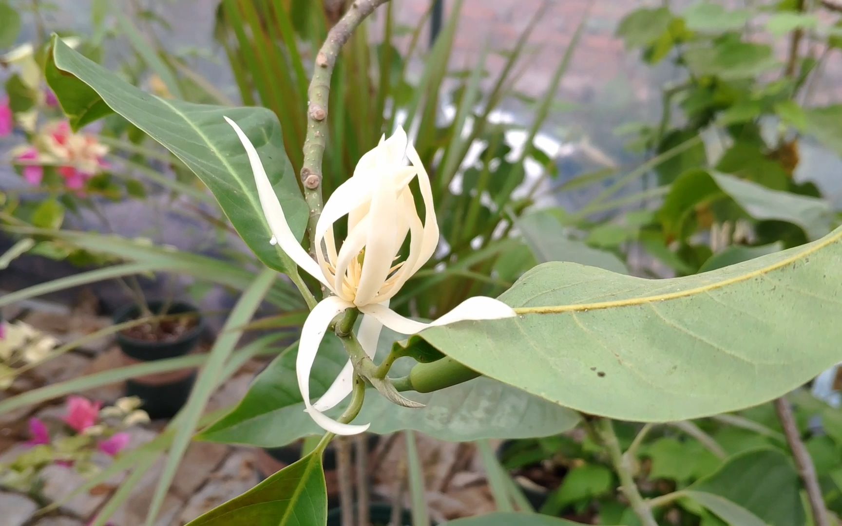 白兰花秋季这样养护,花苞都能开放,香味太浓郁了哔哩哔哩bilibili