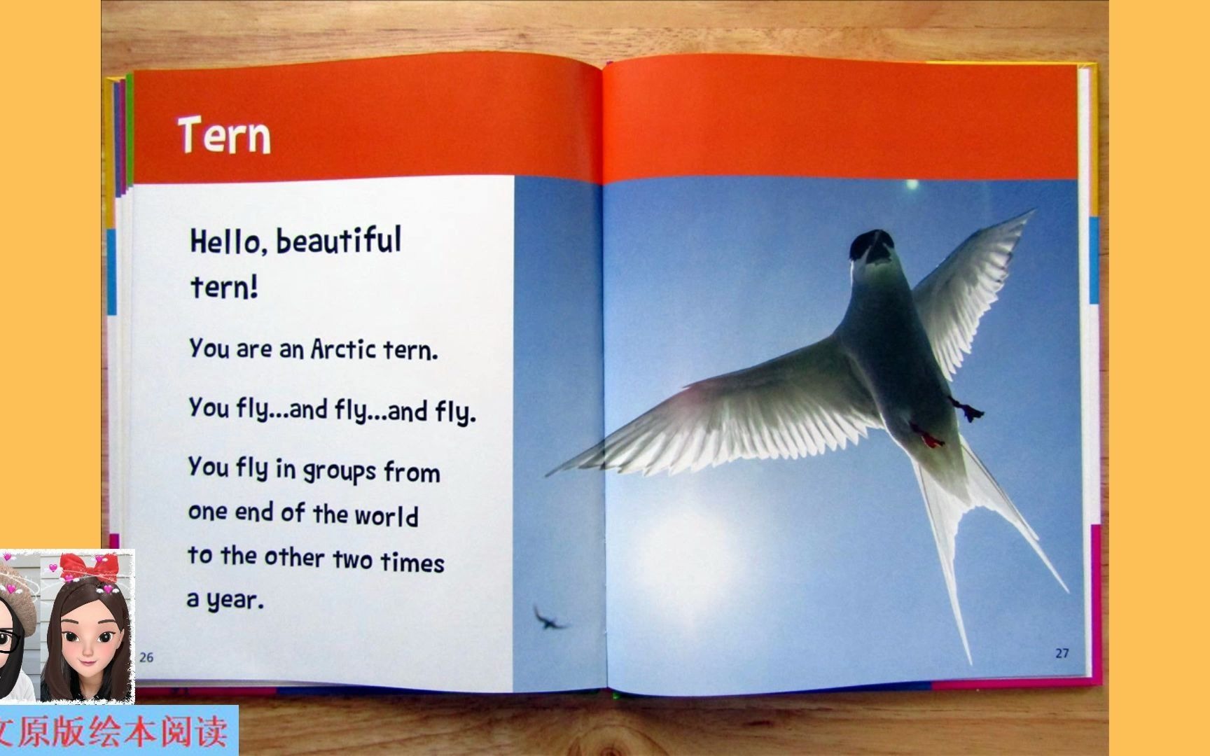 [图]【英文绘本阅读】Hello, Beautiful! Feathered Animals: tern 《你好，美丽！有羽毛的动物》之燕鸥