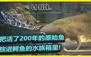 Download Video: 鳄鱼爸爸｜把活了200年的原始鱼放进鳄鱼的水族箱里，新面孔澳洲肺鱼!