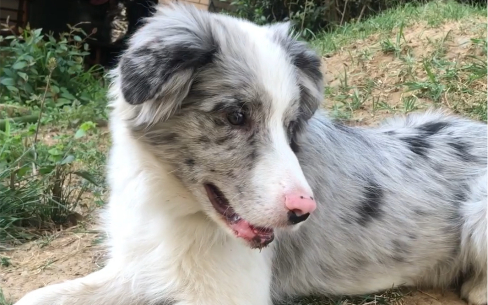 粉鼻子边牧【快五个月还是粉鼻头】还会变黑不