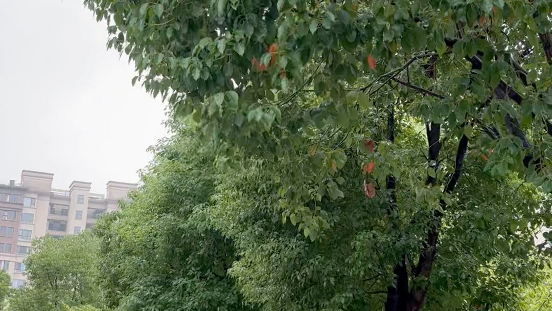 [图]诗歌生活（不记得第多少首）寒雨无情半入秋，丝丝不断串成愁。穿林打叶刷新绿，忍把柔情身后留。