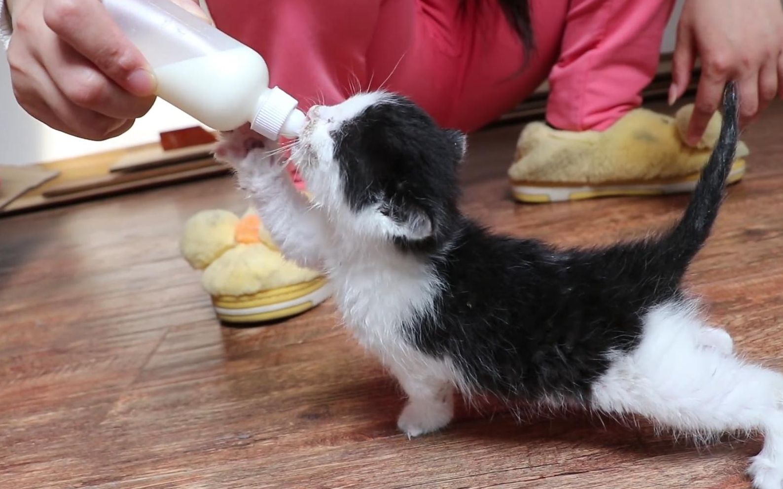 小奶猫为了吃奶,摆出各种妖娆姿势,堪称吃货界的最高境界