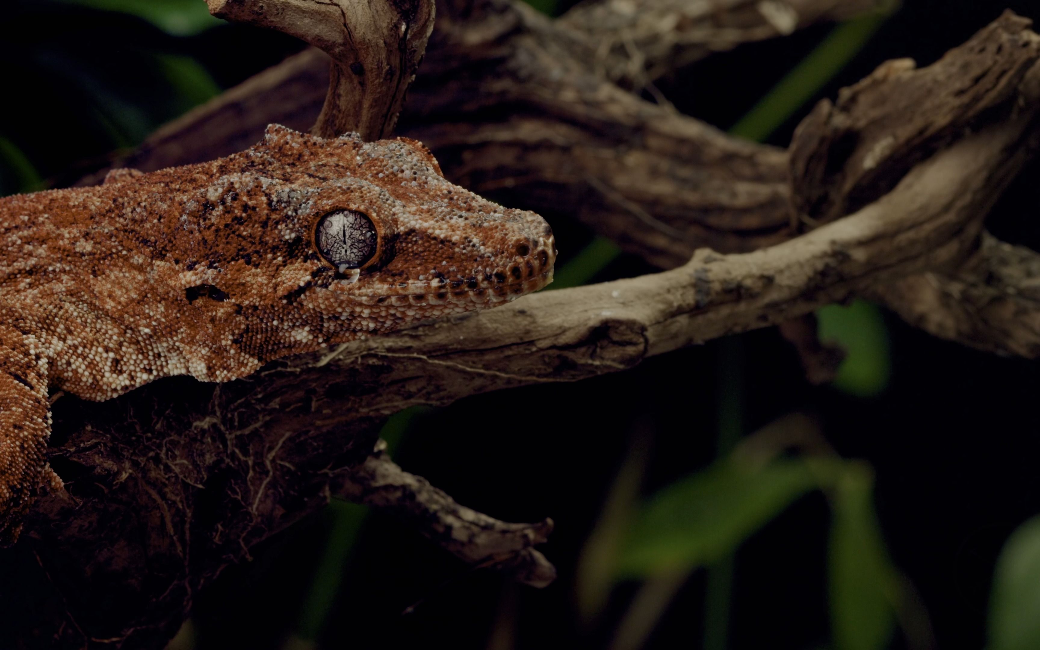 reptiles _ amphibians 4k hdr 60fps (fuhd)