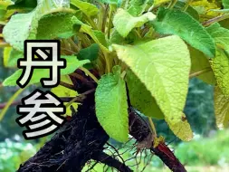 Download Video: 丹参，一味古老而神奇的植物，它的模样并不张扬，根茎粗壮，色泽深沉。看似普通的存在，却蕴含着无尽的丰富的能量。