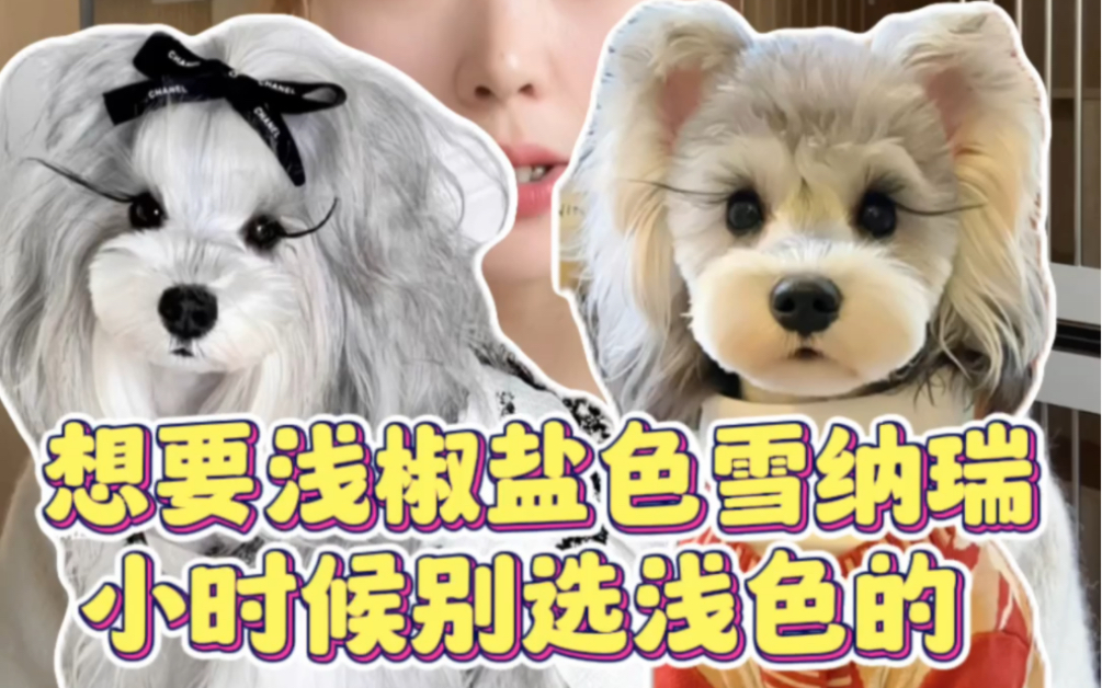想要浅椒盐雪纳瑞 小时候可不能选浅色的