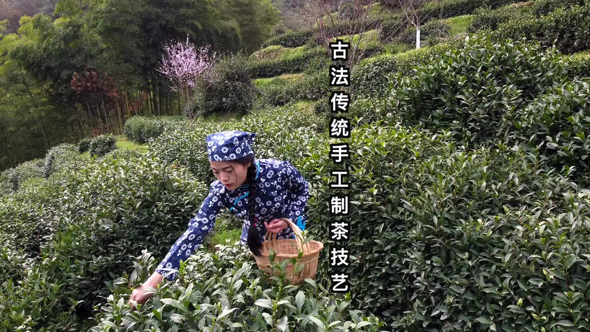 从嫩芽到茶叶的全过程,古法传统手工炒茶技艺!哔哩哔哩bilibili