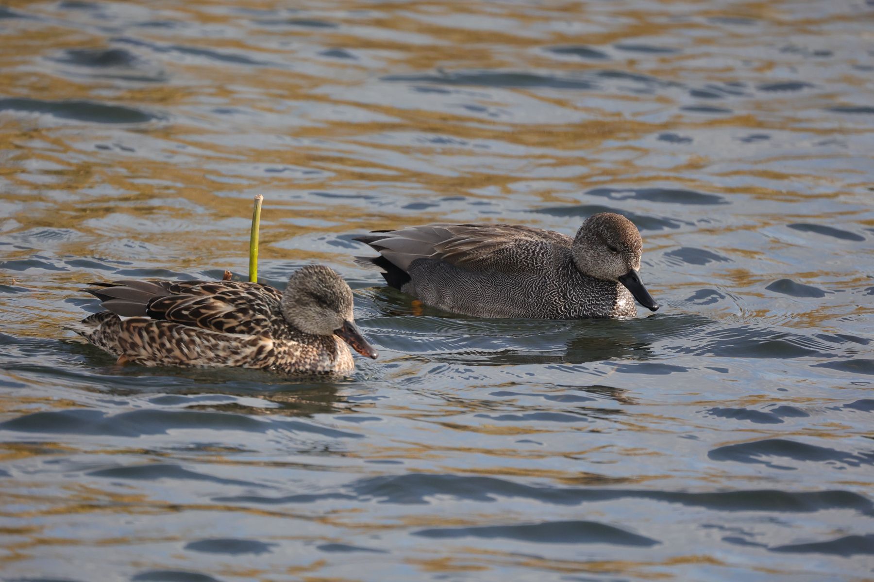 洱海:赤膀鸭,赤麻鸭