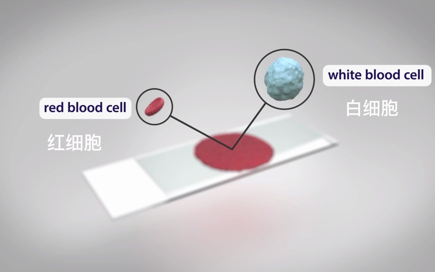 [图]3D医学科普动画 ｜ 血液肿瘤治疗