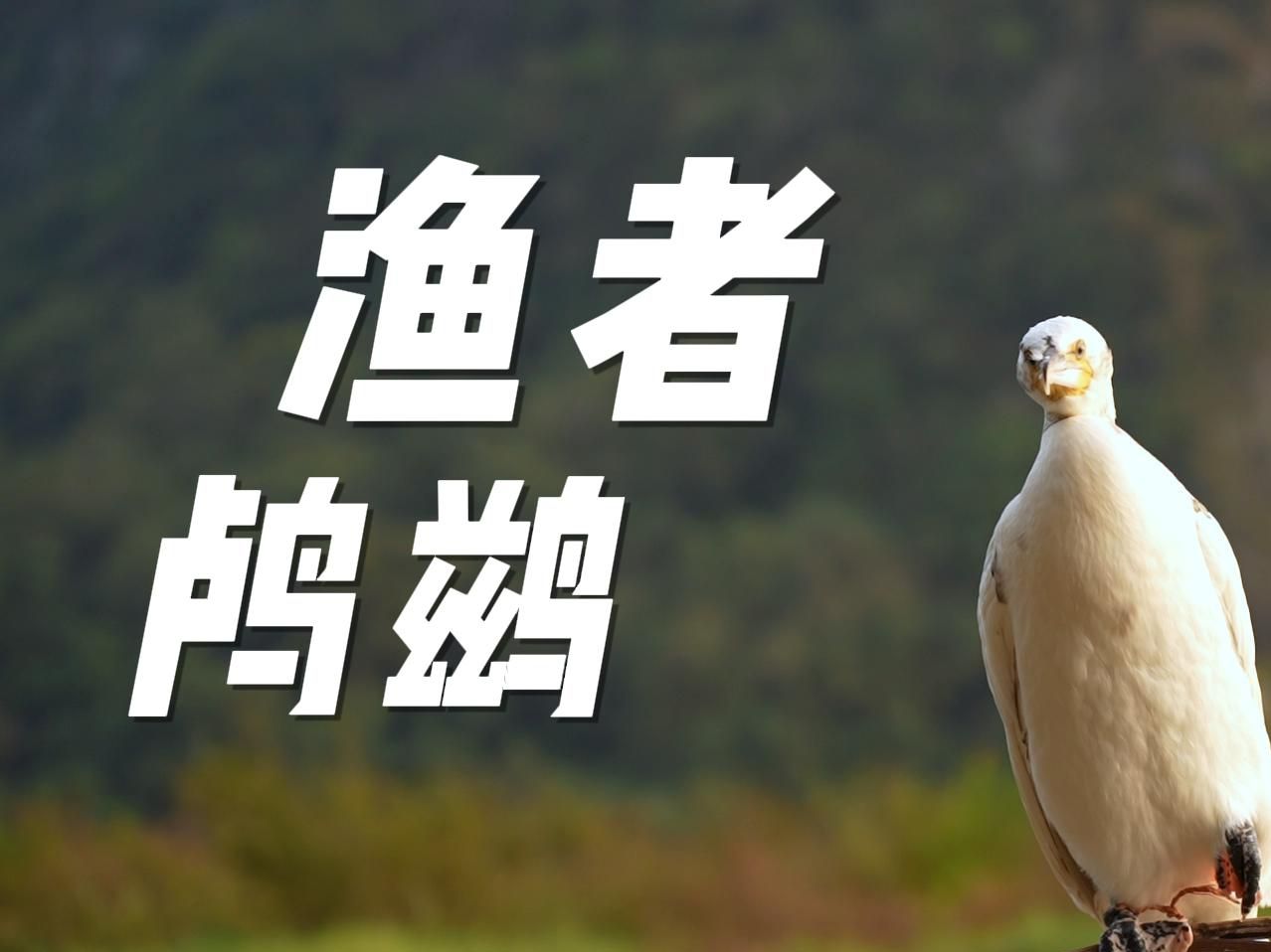 惊!水上猎手竟然沦落至此!