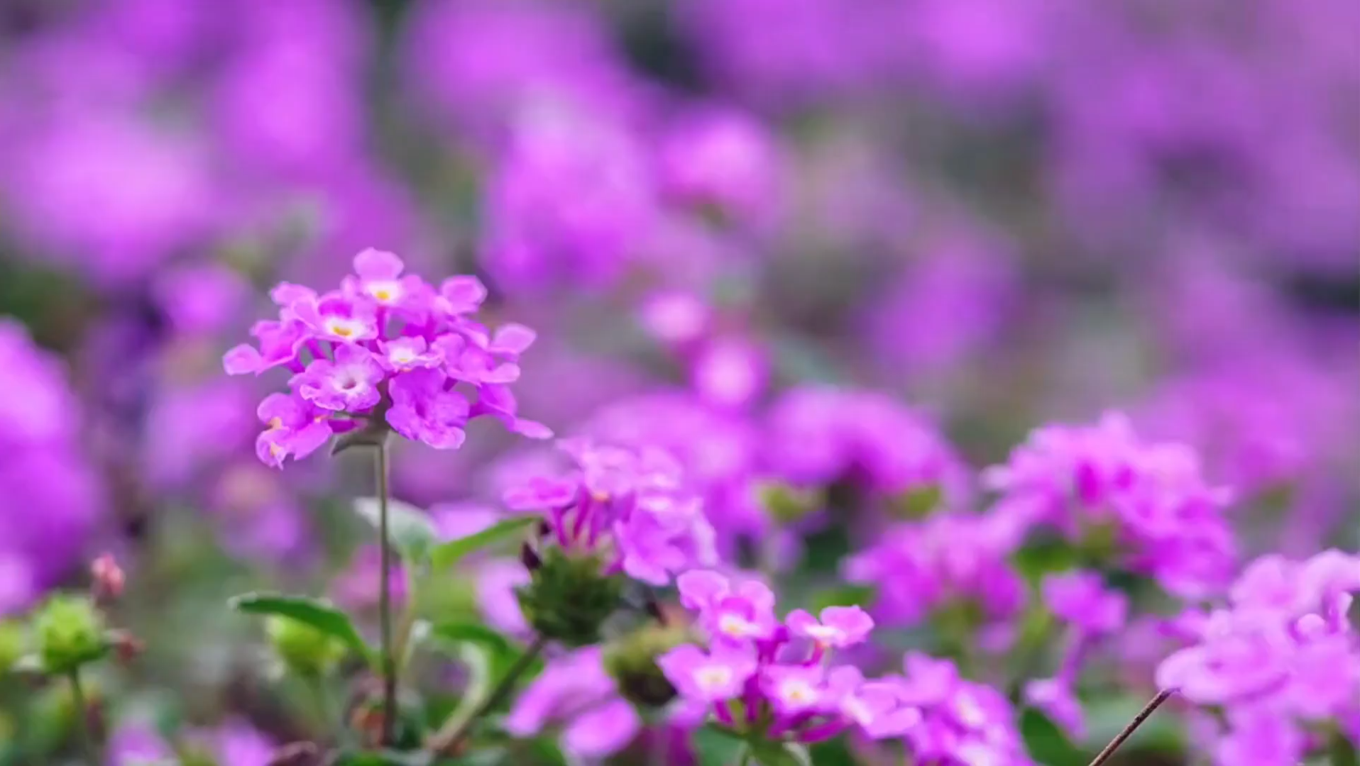 花朵风景美丽,春天到了,哔哩哔哩bilibili