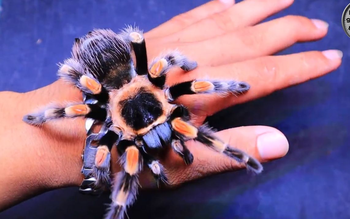 各种好看的捕鸟蛛是不是有点可爱