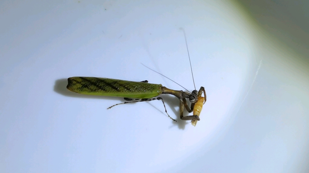 优雅进食的日本姬螳_哔哩哔哩_bilibili