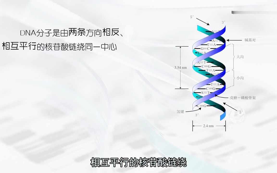 [2.3.1]DNA的二级结构哔哩哔哩bilibili