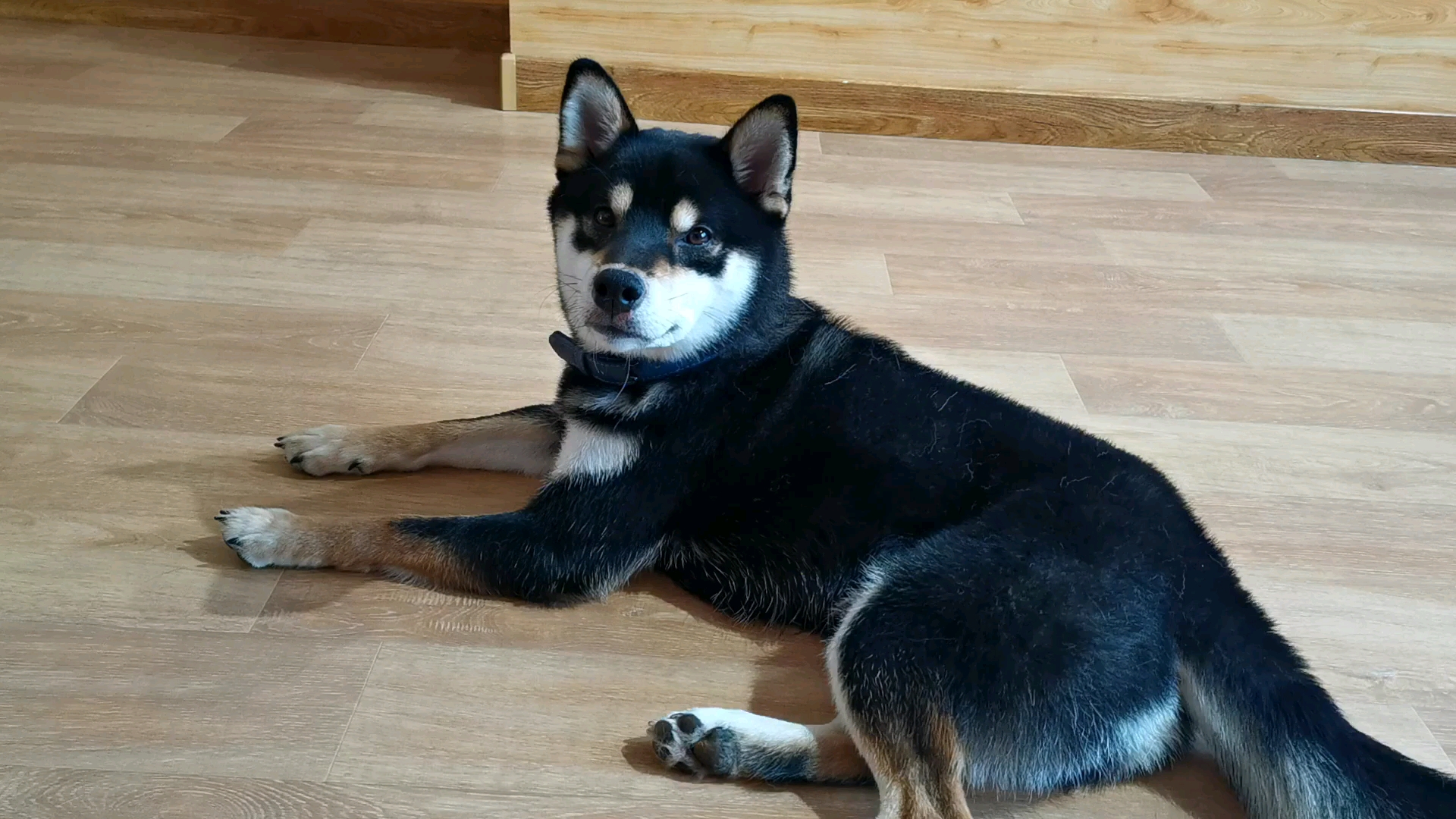 小黑柴太可爱啦