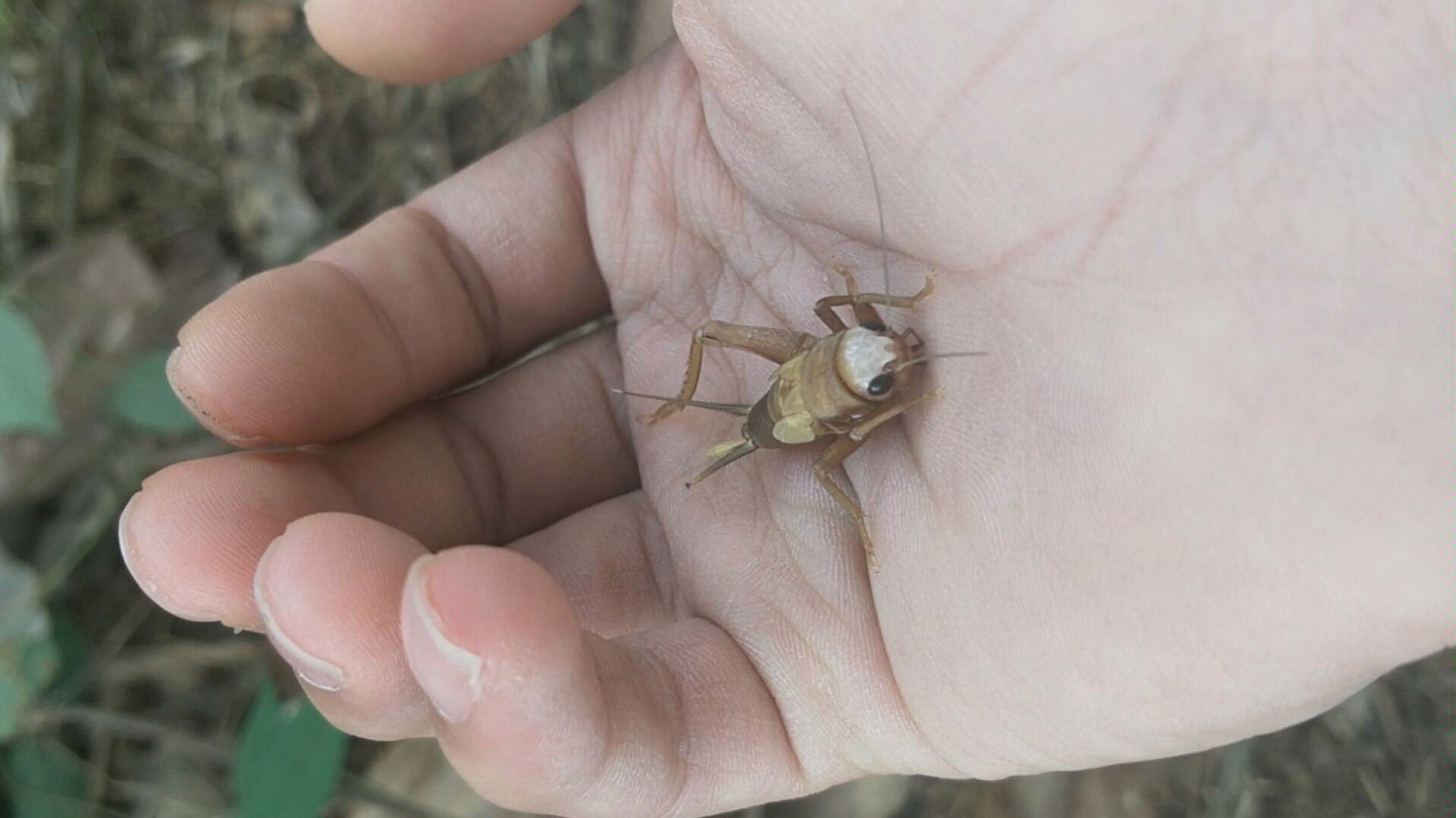 活动  一只刚蜕变的小蟋蟀