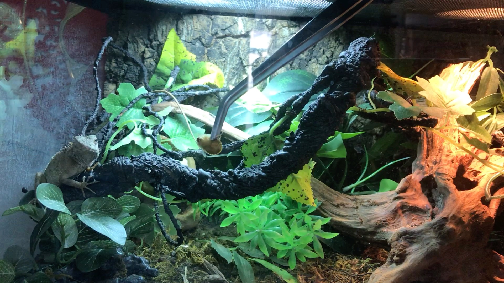 变色树蜥喂食与喝水