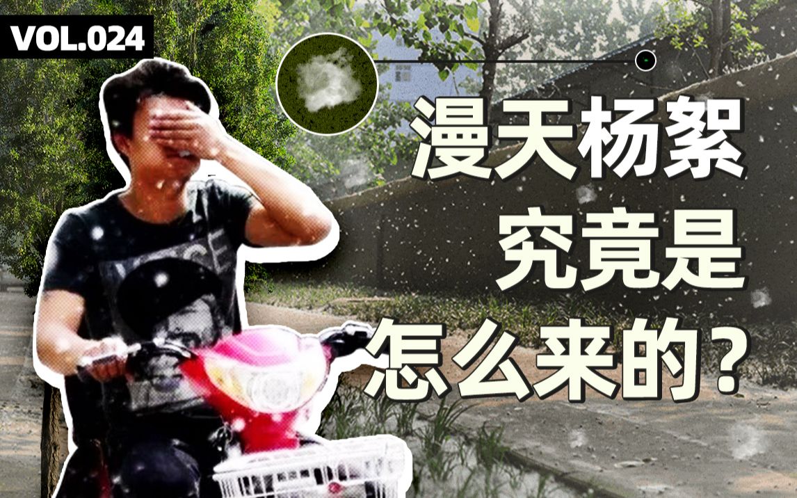 [图]爱飘絮的杨树，为什么这么多城市在种？【四象Vol.24】杨絮治理又究竟有多难？