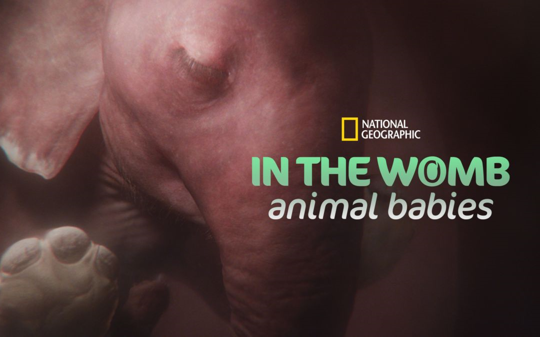 [图]子宫日记：动物宝宝 In The Womb: Animal Babies