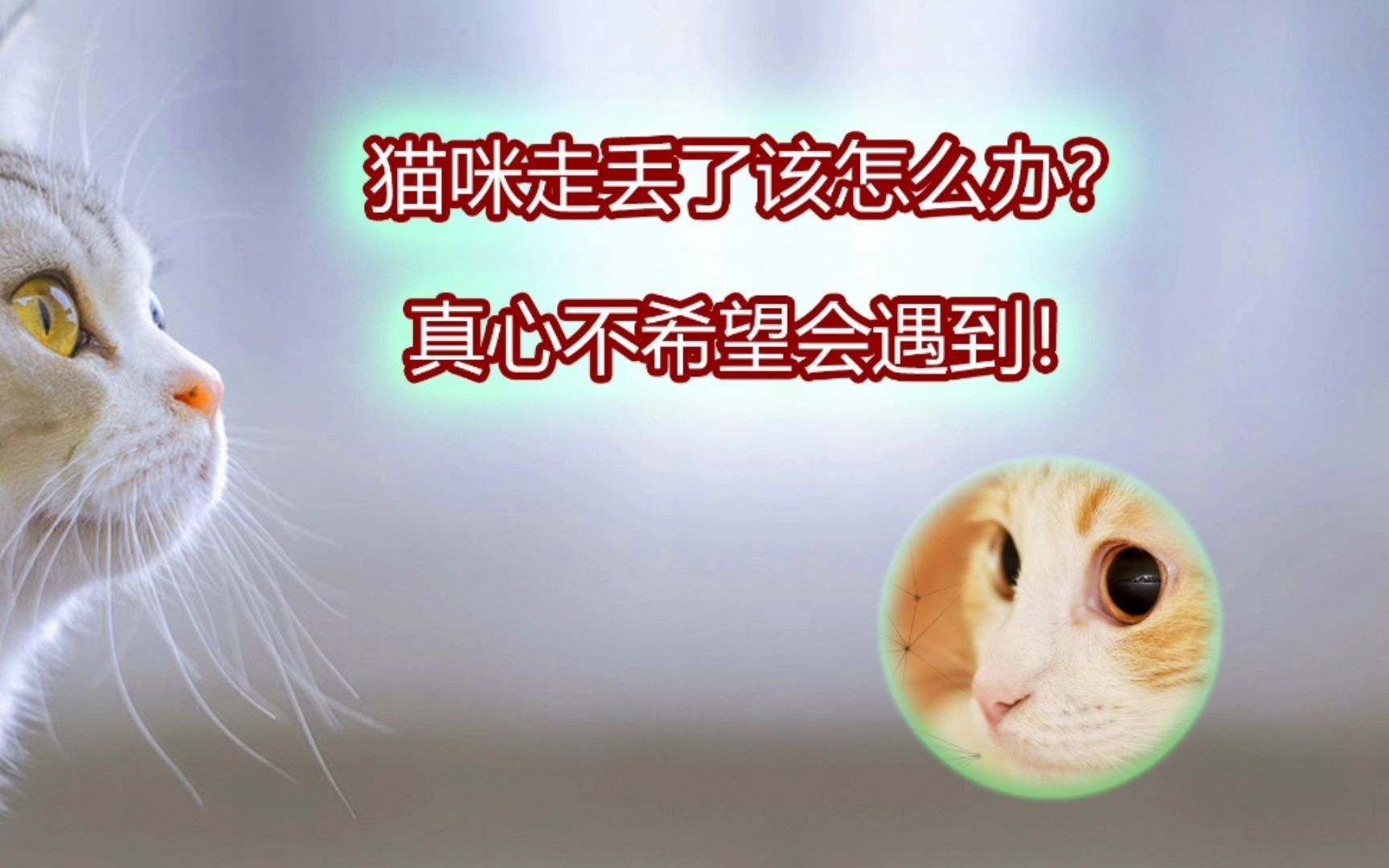 [图]猫咪走丢了该怎么办？真心不希望会遇到！