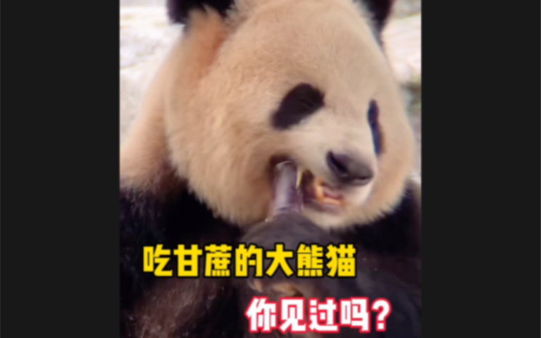 大熊猫吃甘蔗,人里人气的