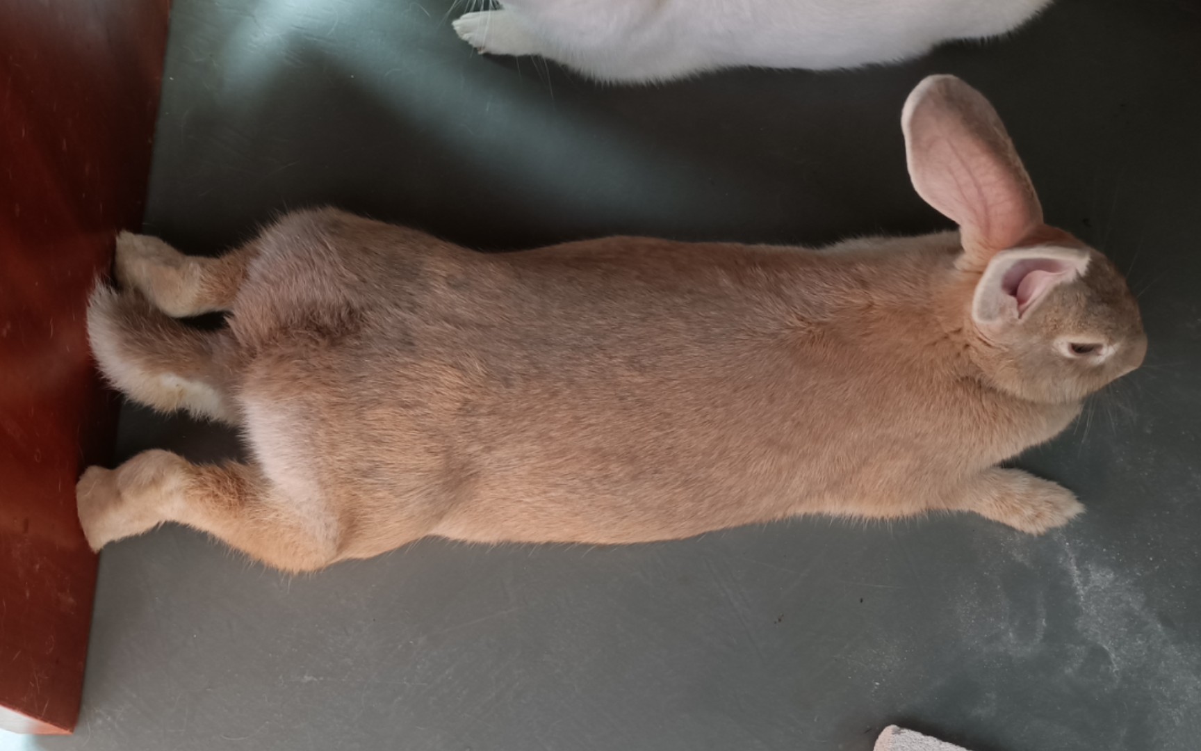 活动  兔子能又多懒?也就是喝水都得趴着吧