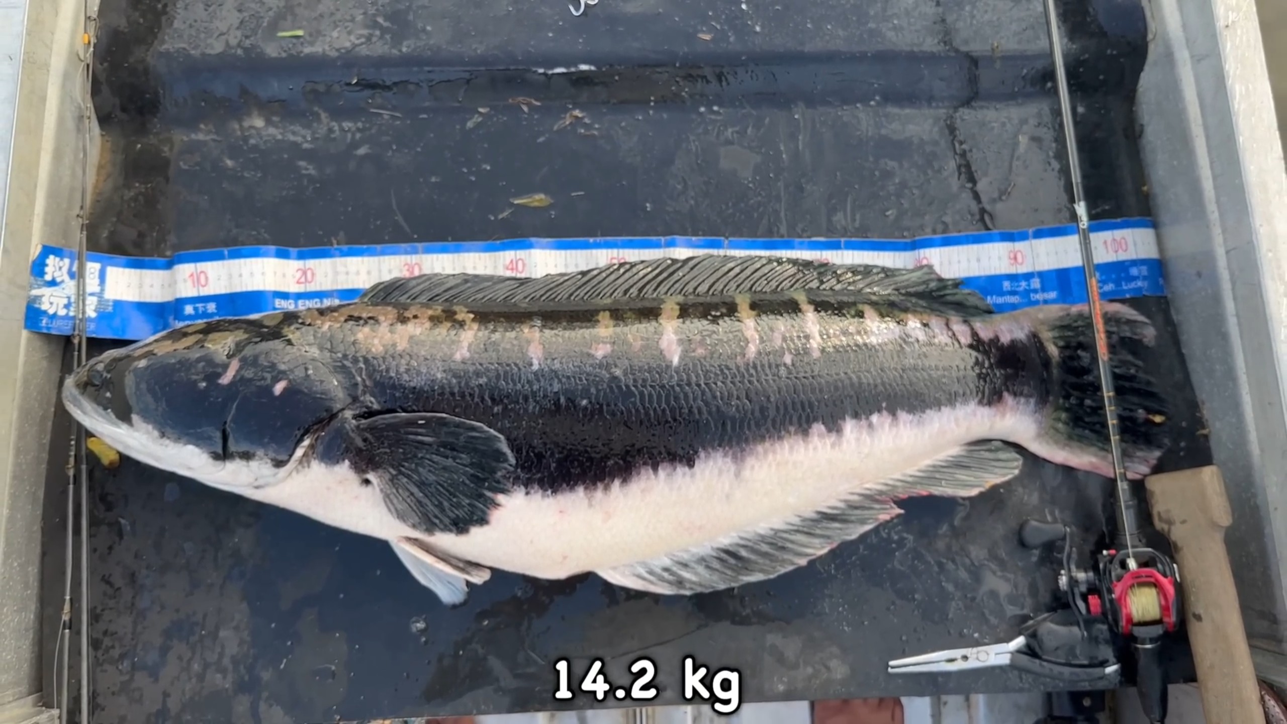 2公斤1.05米巨型小盾鳢在马来西亚钓获测量称重