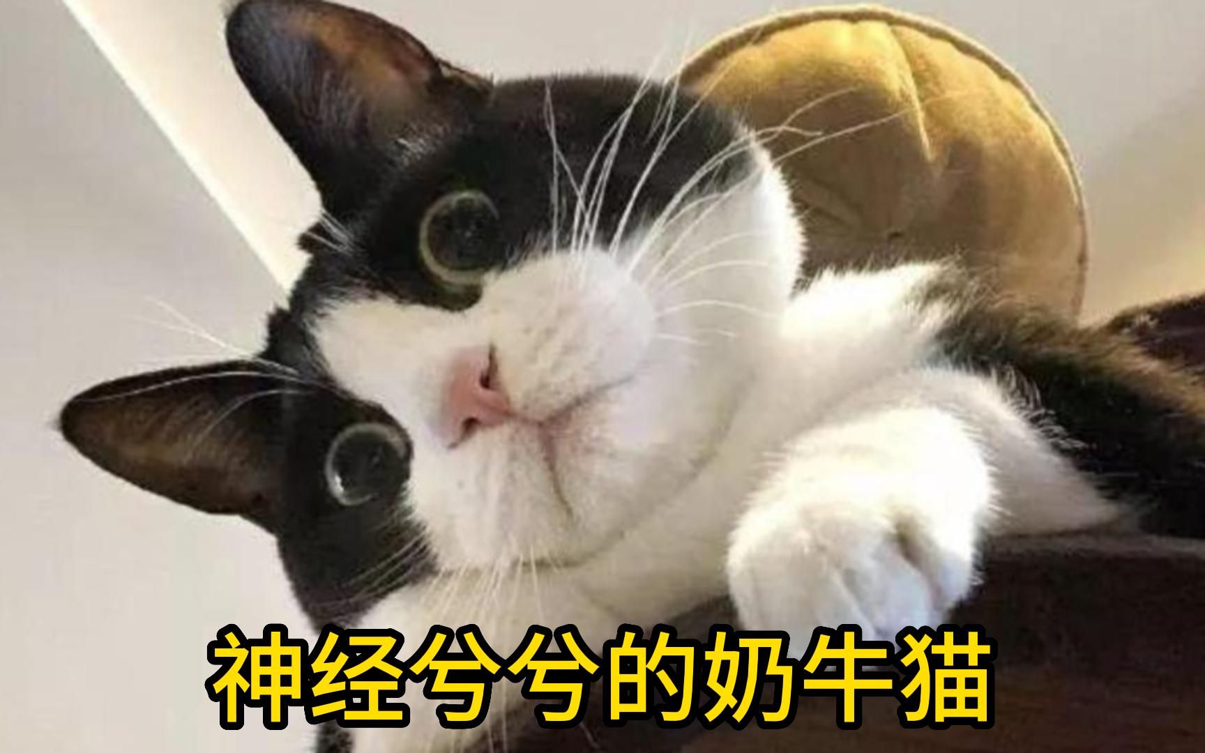 黑白配色的猫界二哈:奶牛猫,一次看个够哔哩哔哩bilibili