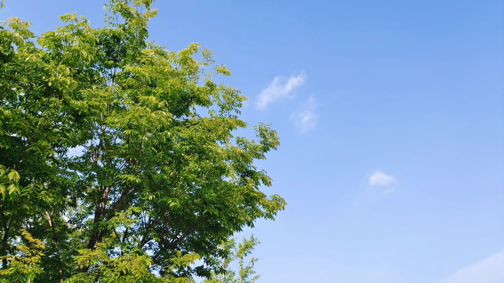治愈系的树木和天空白云