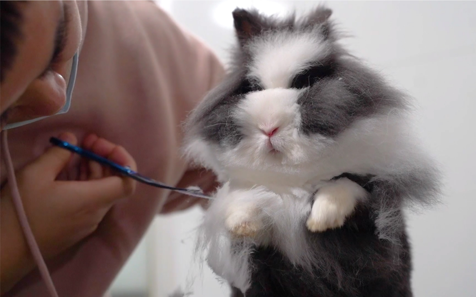 活动作品第一次给兔兔剪毛有点紧张