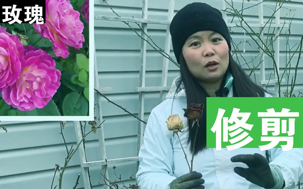 Dr.Stella美国农家乐 | 玫瑰爆长修剪法 How To Trim Rose Bushes For Massive Production哔哩哔哩bilibili