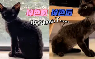 Download Video: 黑色的德文卷毛猫，怎么开始掉色了？！