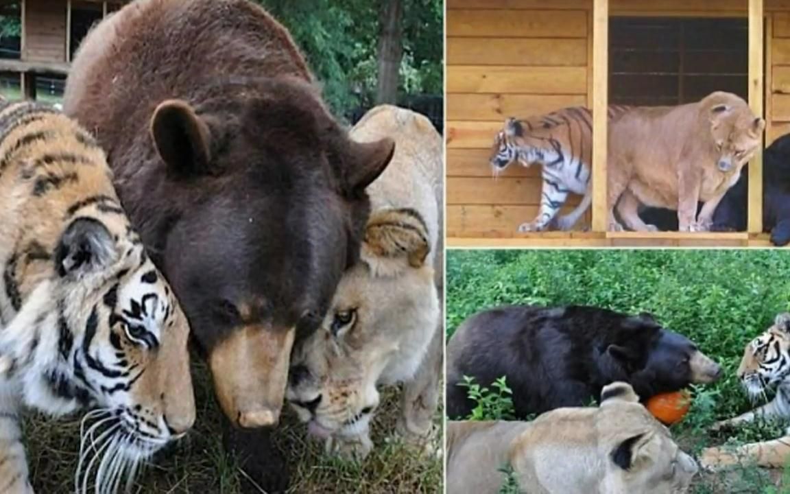 一起生活15年不愿分离的好基友,老虎,狮子,熊,简直动物版桃园结义三