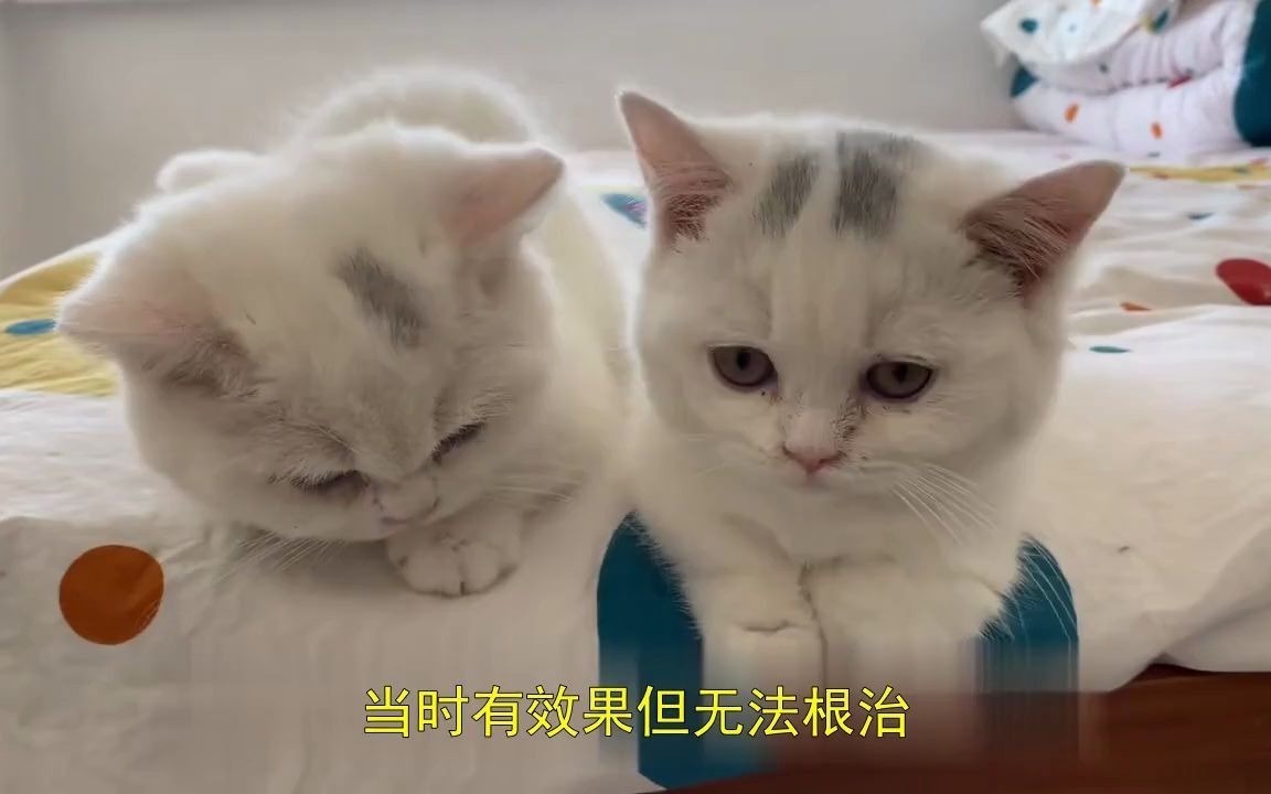 初期猫癣长什么样,起猫癣怎么办哔哩哔哩bilibili