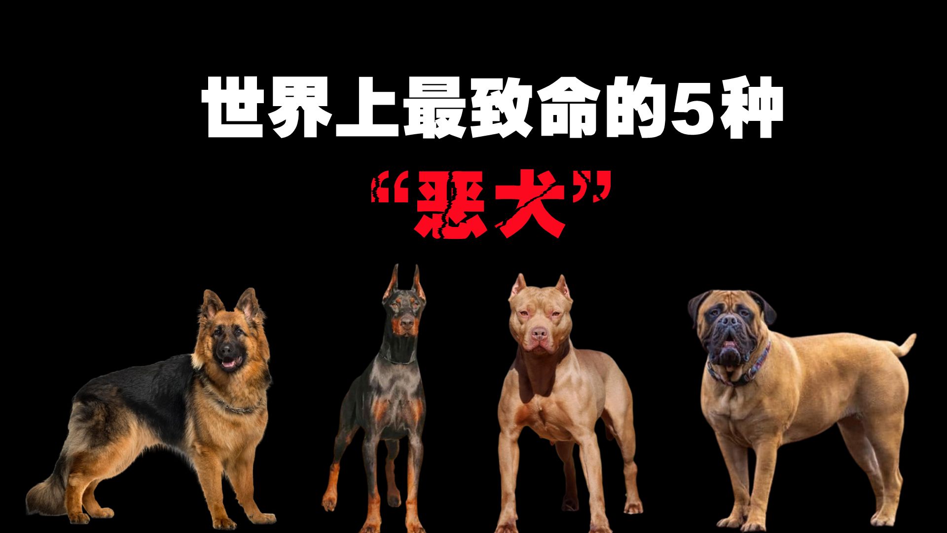 世界上最致命的5种“恶犬”,不是野兽,却胜似野兽!哔哩哔哩bilibili