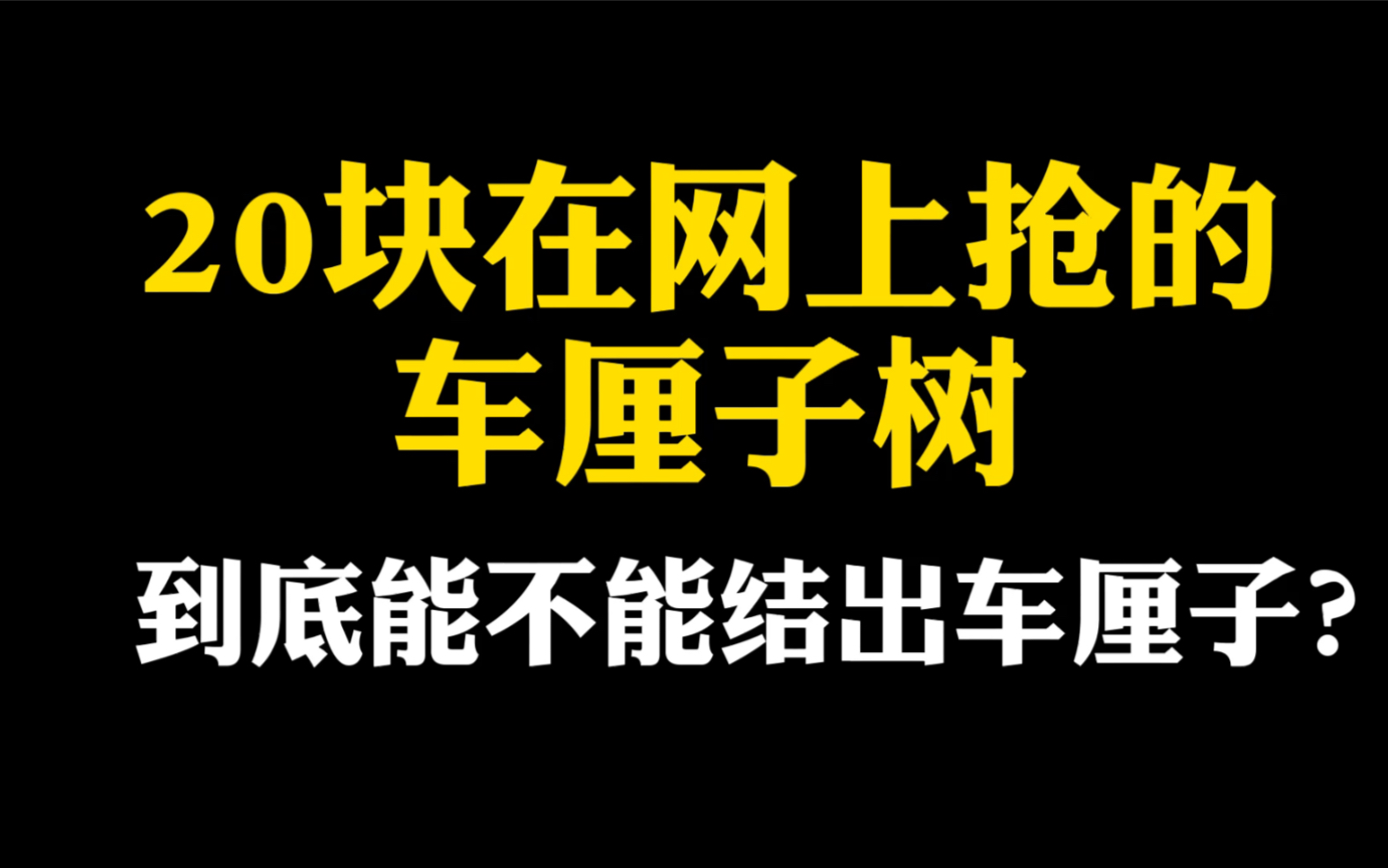 在北方种车厘子树,能结果子吗?哔哩哔哩bilibili