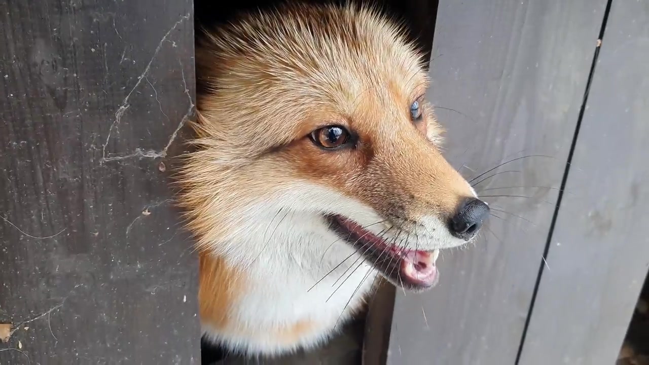 alisa-lisa,一只可爱的毛子小狐狸(斯哈斯哈斯哈斯哈————)_哔哩