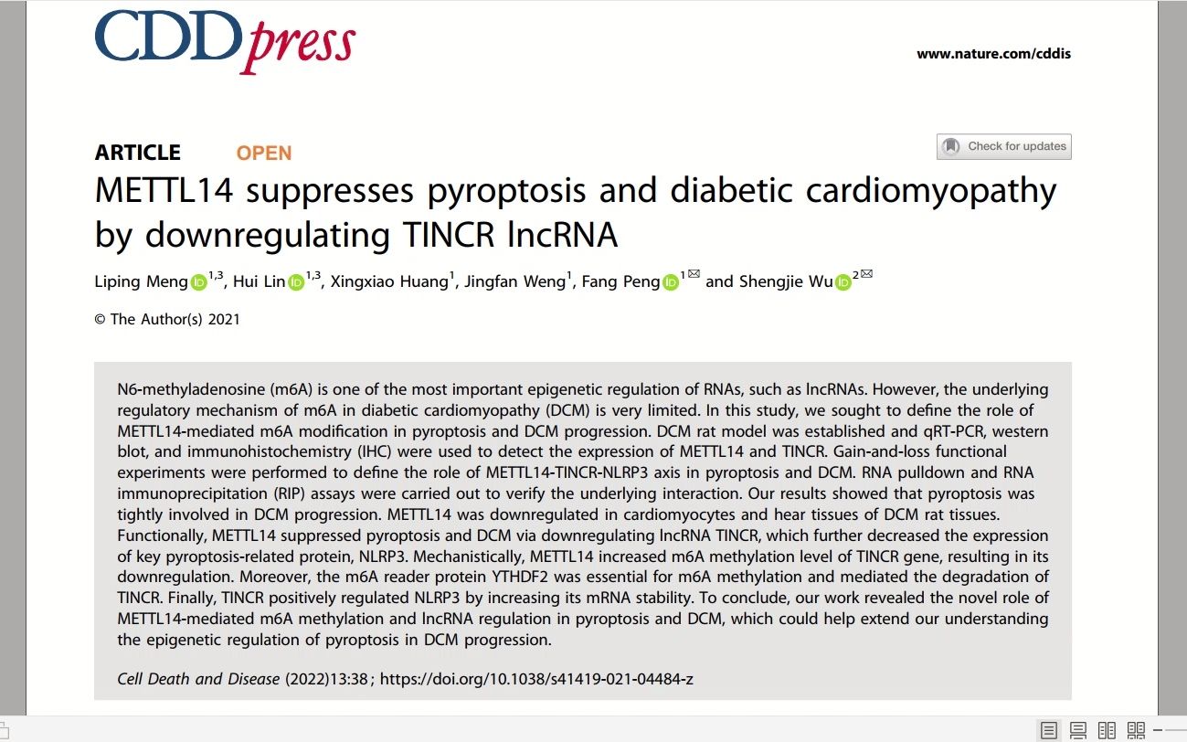 [图]METTL14 通过下调 TINCR lncRNA 抑制细胞焦亡和糖尿病性心肌病