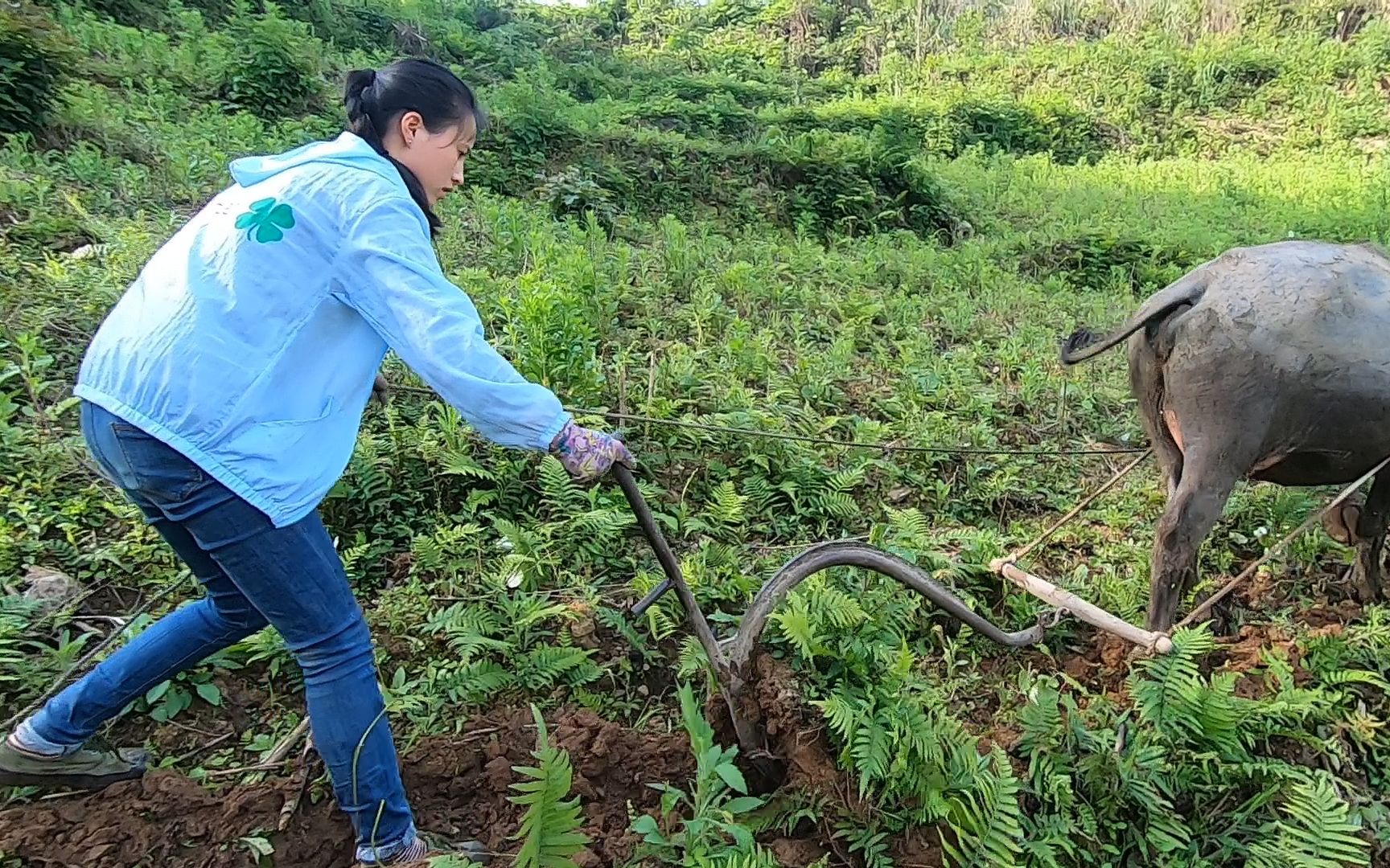 [图]生活在农村的孩子当自强，村花一个女孩子也牵牛拿铁铧耕地种庄稼