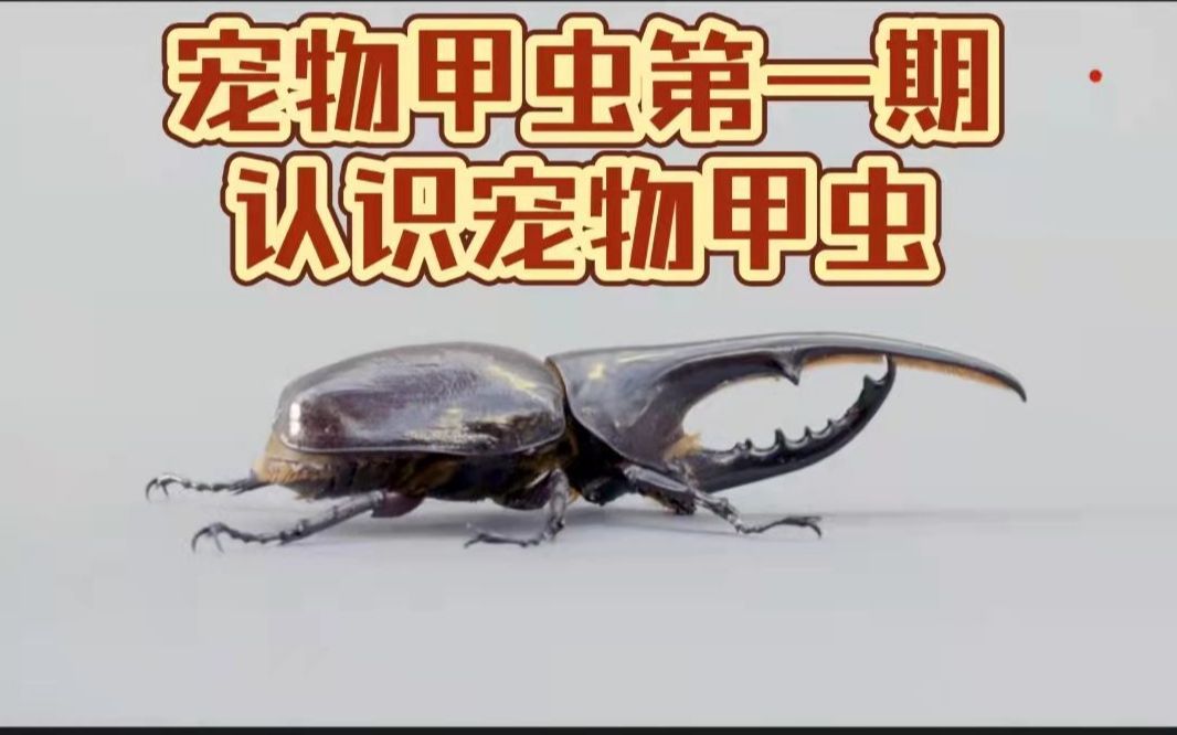 [图]宠物甲虫第一期：认识宠物甲虫