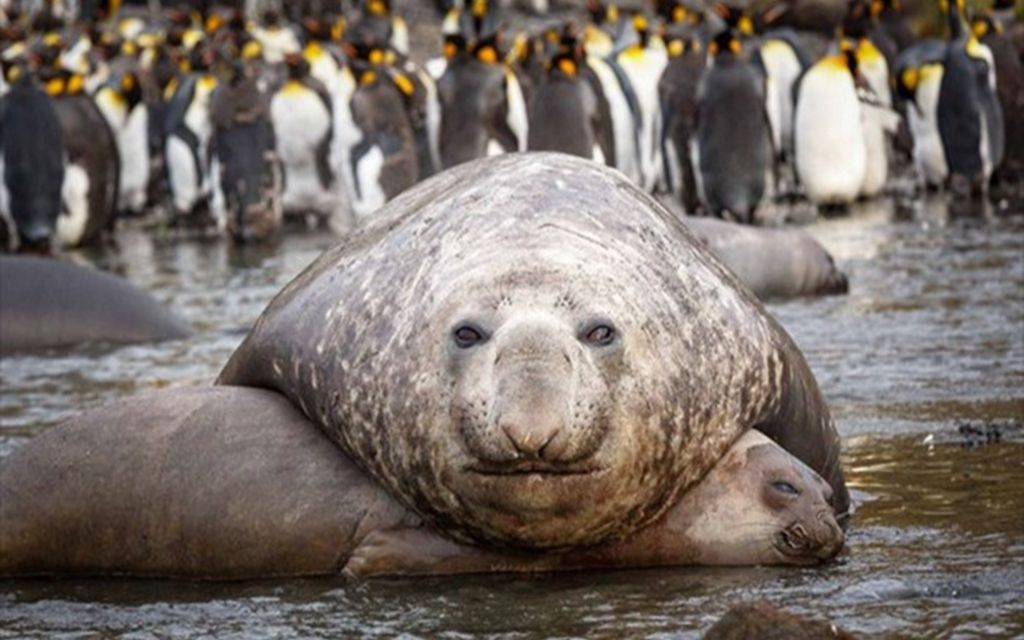 体重达4吨的海豹,压在自己娇小的小媳妇身上,甚至都被压出血来_哔哩