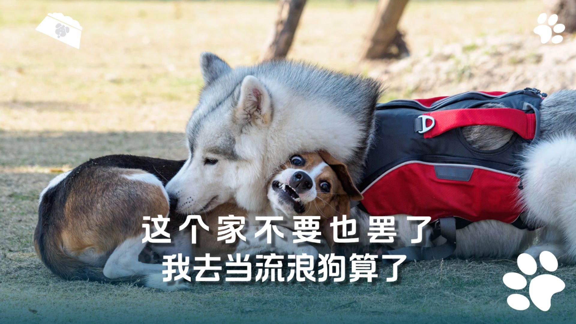 这个家不要也罢了,我去当流浪狗算了