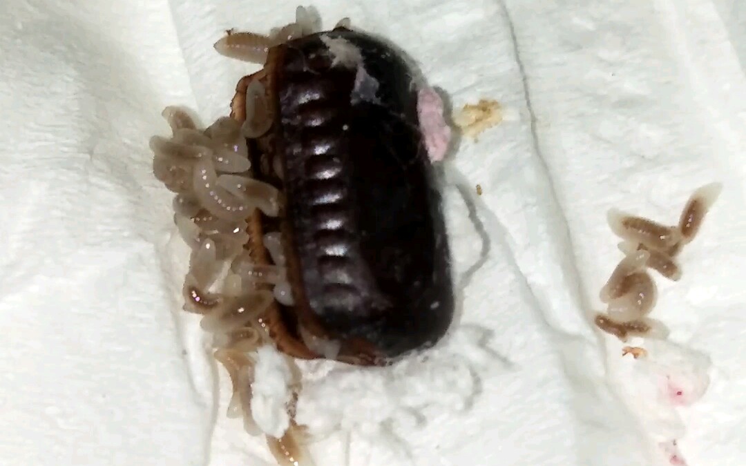 蟑螂蛋里原来是这样的【恶心慎入】