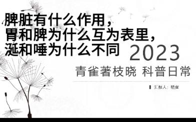 脾脏有什么作用胃和脾为什么互为表里涎和唾有什么不同哔哩哔哩bilibili