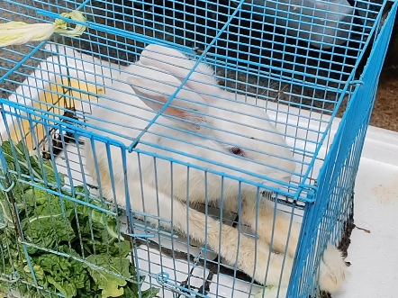 两条腿的兔子你见过吗?