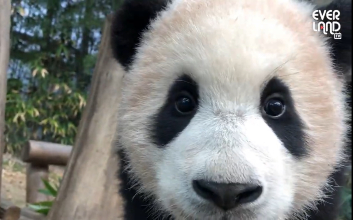 210215 华妮视角的福宝 熊猫宝宝卖萌