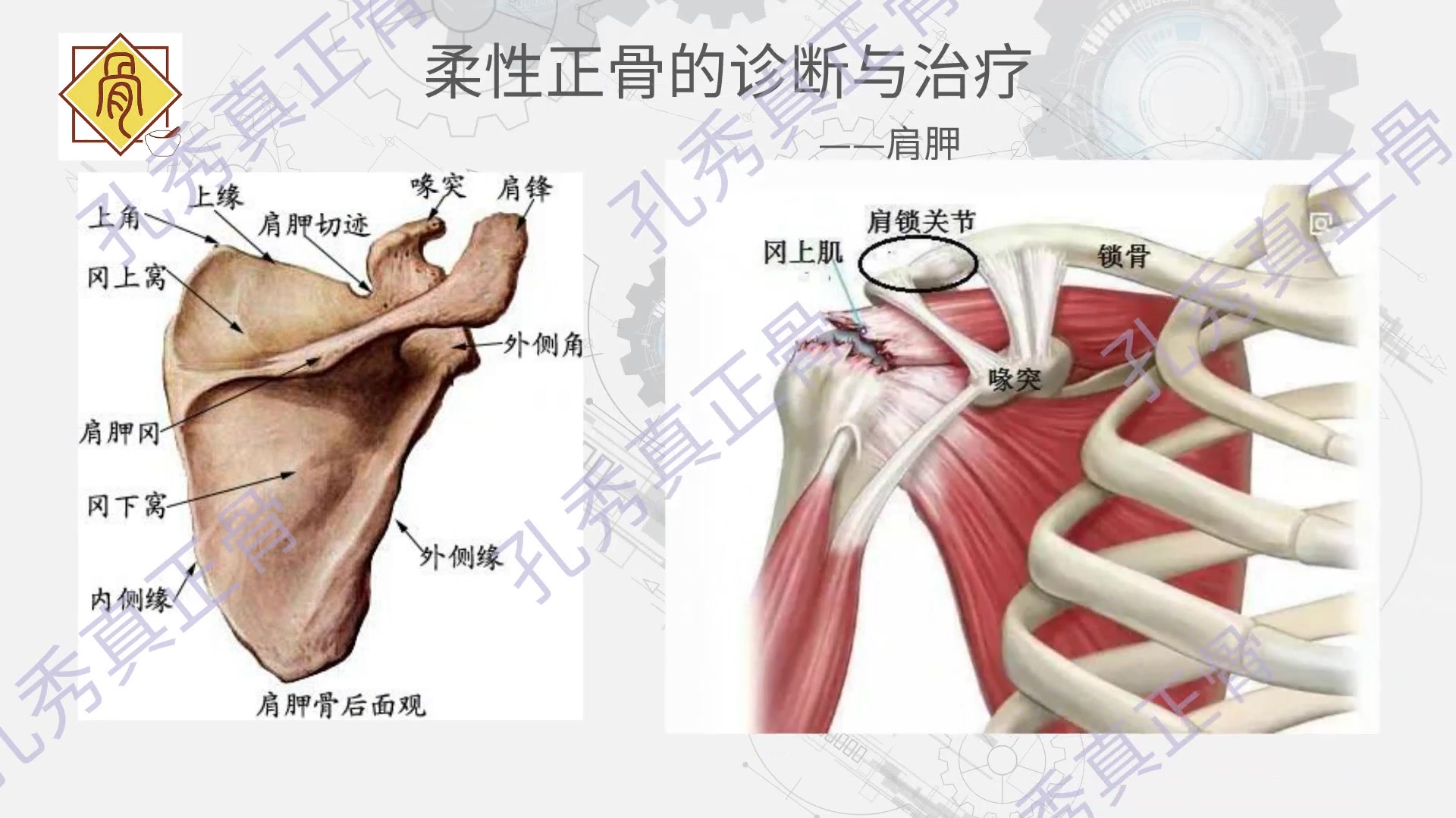 [图]【如何制作动态课件】偷偷告诉你人体骨骼不为人知的秘密